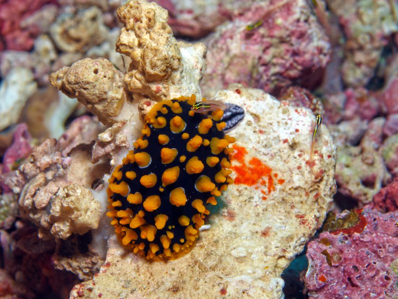 Wart slug, Rubiah Sea Garden